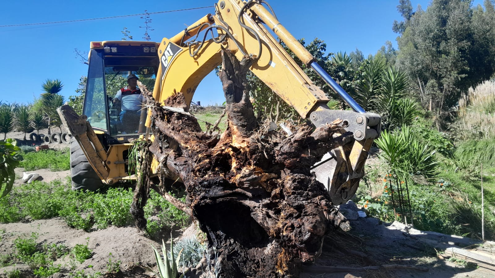 TRABAJOS DE MANTENIMIENTO BUSCAN EVITAR TAPONAMIENTOS EN CANAL COLECTOR DE PICAIHUA
